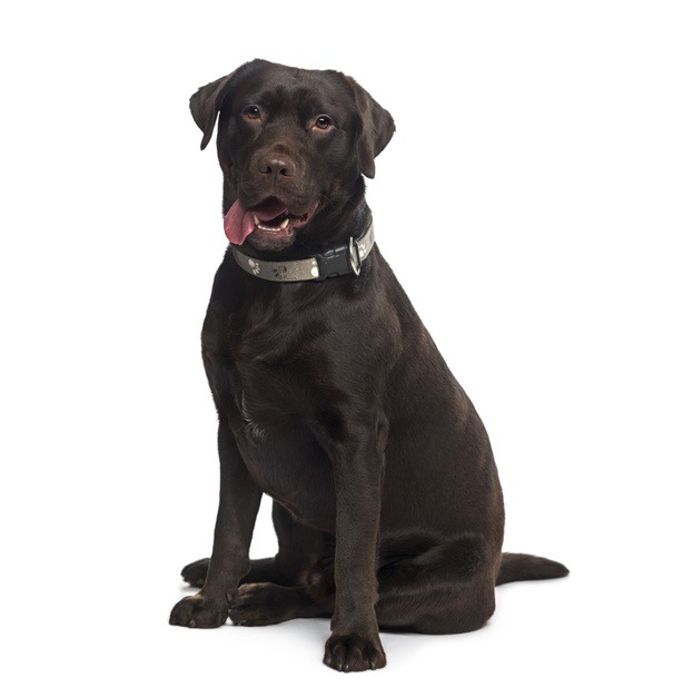 labrador retriever sitting dog