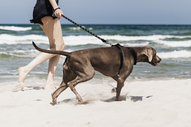 person walking dog on beach