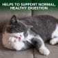 cat food support health digestion