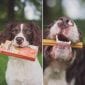 dog chew chewing teeth pet