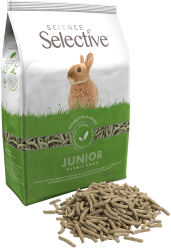 rabbit hare feeding food dry