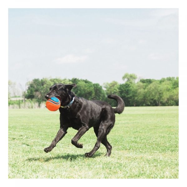 Chuckit 2024 rope fetch